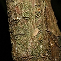 Ceriops pseudodecandra in Centenary Lakes (young tree)<br />Canon EOS KDX (400D) + EFS60 F2.8 + SPEEDLITE 380EX